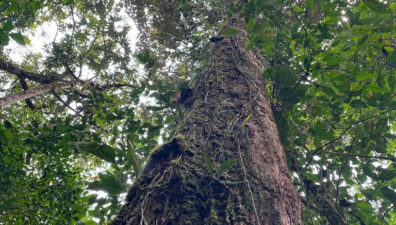 Evento online debate ações contra mudanças climáticas com instituições ambientais