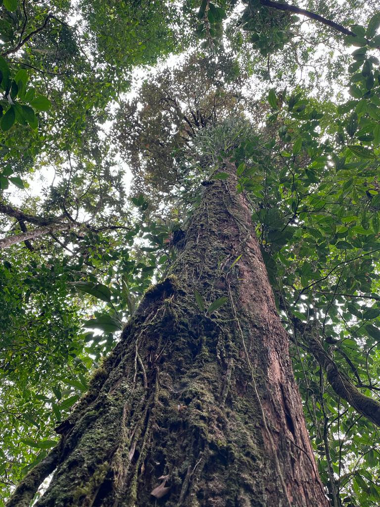 Evento online debate ações contra mudanças climáticas com instituições ambientais