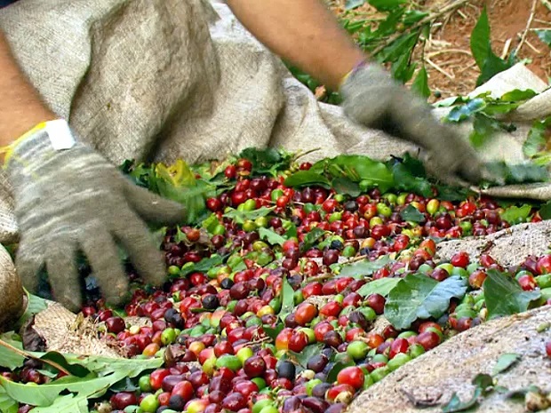 Acordo buscará combater trabalho escravo em lavouras de café