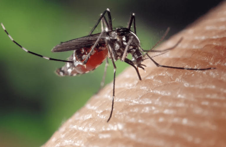 Mais 154 municípios vão receber vacinas contra a dengue