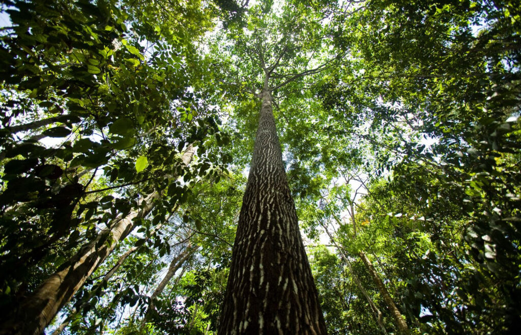 Especialista mundial estima custo para Brasil deter a destruição da Amazônia