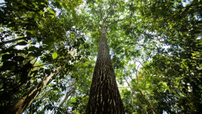 Especialista mundial estima custo para Brasil deter a destruição da Amazônia