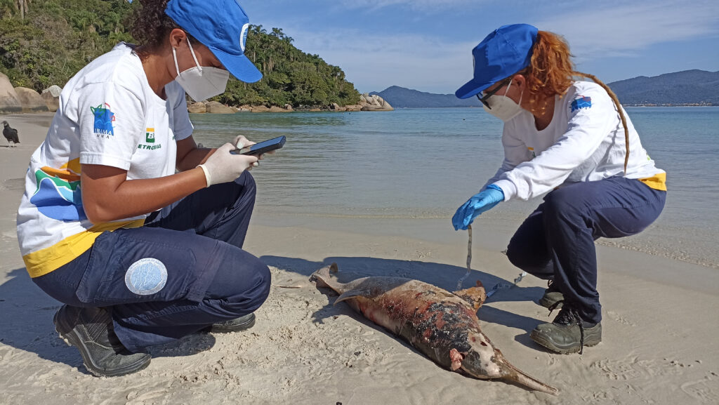 Toninha encontrada morta no Campeche tem características juvenis