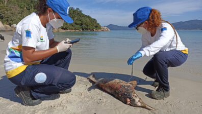 Toninha encontrada morta no Campeche tem características juvenis