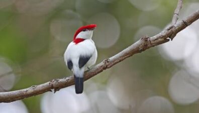 Brasil tem 1,2 mil espécies da fauna ameaçadas de extinção