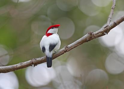 Brasil tem 1,2 mil espécies da fauna ameaçadas de extinção