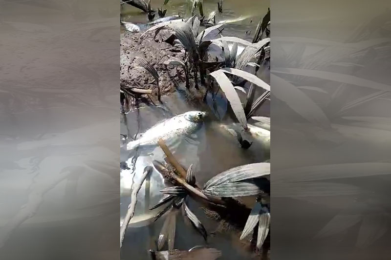 Peixes morrem em igarapé no Amazonas