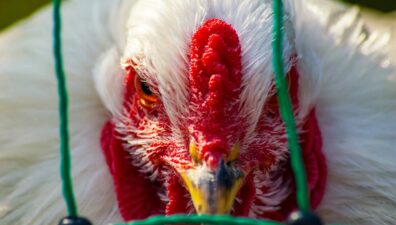 Rio decreta estado de emergência zoossanitária devido à gripe aviária