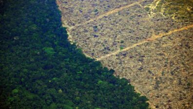 Alertas de desmatamento na Amazônia caem 66% em agosto