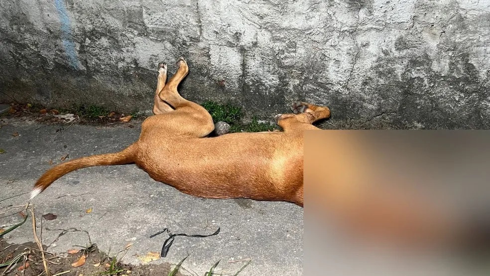 Caso de cachorro baleado por policial vai ser investigado pelo MP-AM