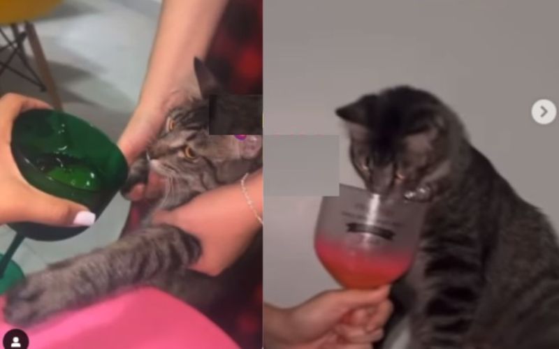 Advogada dá vodca para gato e é exonerada da Seap