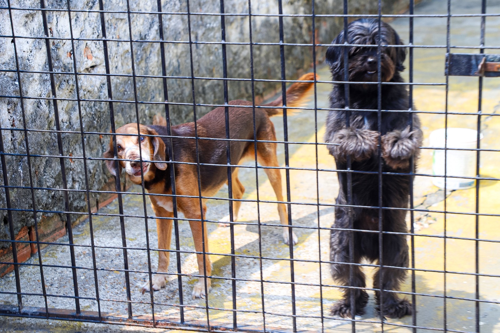 Vacinação antirrábica animal continua na zona urbana da capital