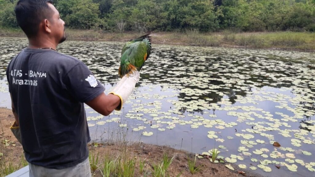 Ibama devolve pássaros e quelônios ao habitat no Amazonas