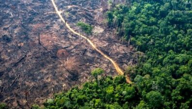 Desmatamento na Mata Atlântica cai 59% no acumulado do ano até agosto