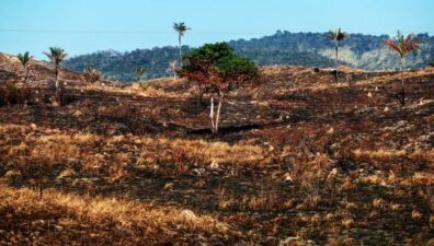 Brasil perdeu 16% de vegetação herbácea e arbustiva em 38 anos