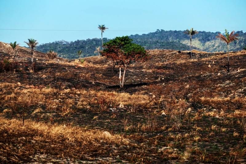 Brasil perdeu 16% de vegetação herbácea e arbustiva em 38 anos