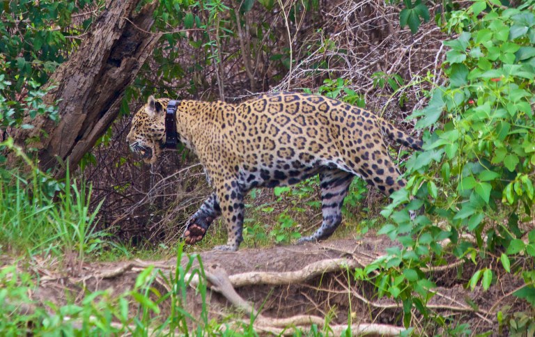 Instituto Chico Mendes apresenta estudo sobre a morte de 17 milhões de animais no Pantanal em 2020