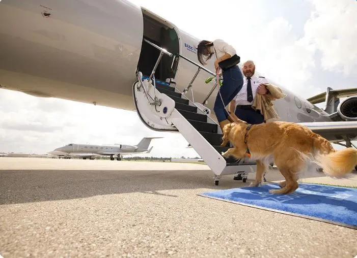 EUA: Companhia aérea oferece voos para cachorros nas cabines