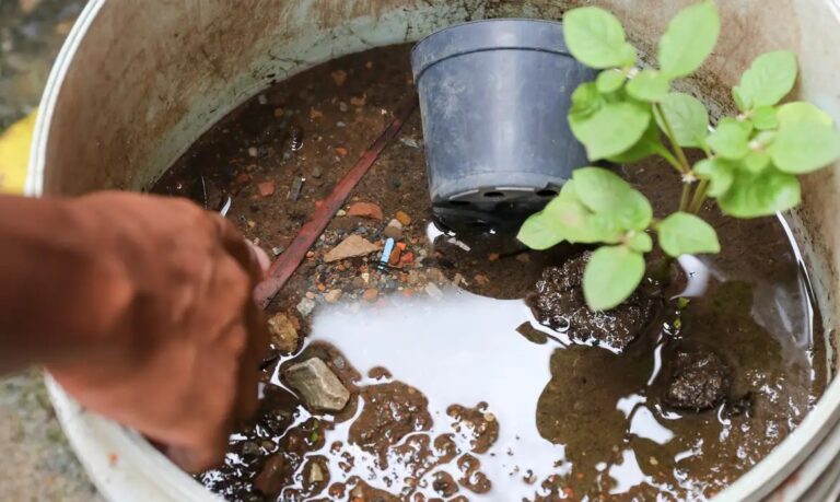 Amazonas confirma 344 casos de dengue entre 1º e 30 de janeiro