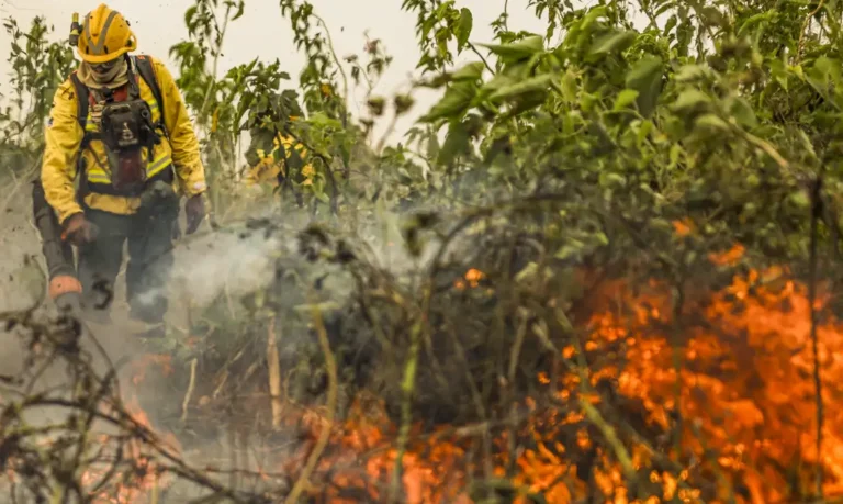 Fogo na Amazônia se concentra em locais onde agronegócio avança