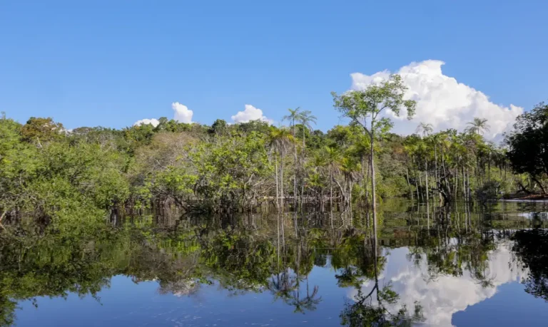 Sociedade civil aposta em parcerias para recuperação florestal no país