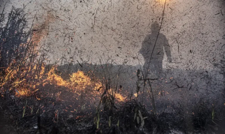 Amazônia tem diversidade empobrecida por incêndios florestais