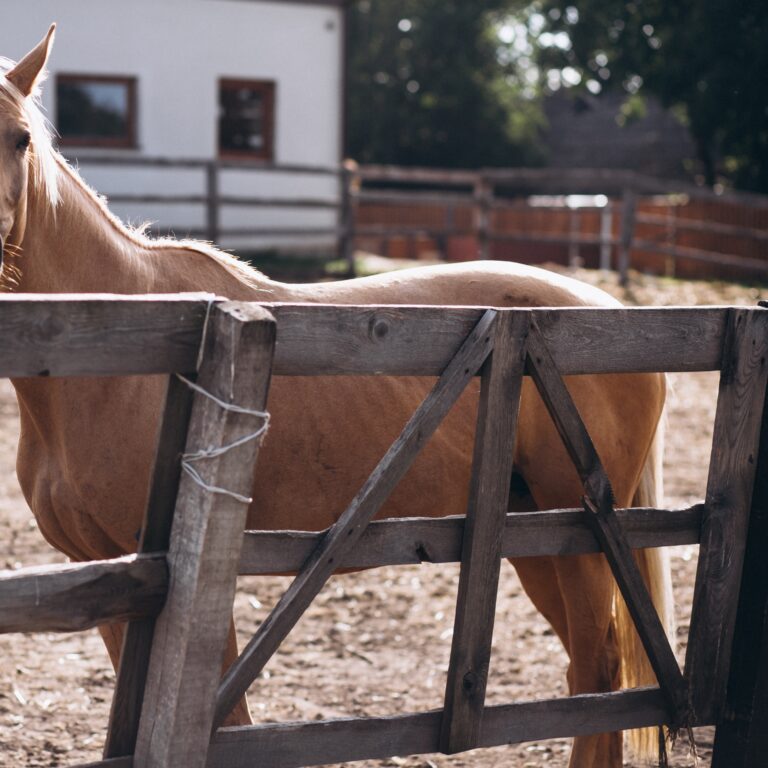 Nove cavalos morrem em haras de universidade em Manaus