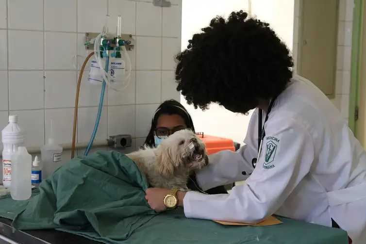 Viroses caninas no verão: como proteger os cães contra as doenças virais