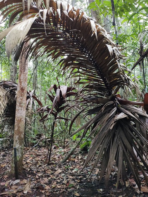 Funai divulga novas informações sobre interação com indígena isolado de Mamoriá Grande