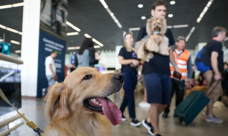 Companhias aéreas podem negar embarque de animais de suporte emocional